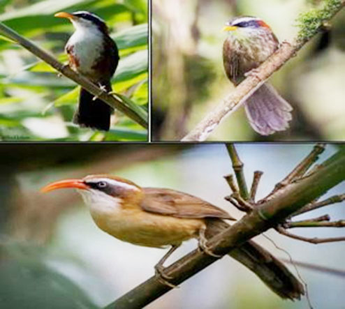 Haryana’s New Community Reserve Safeguards 34 Rare Bird Species, Enhances State’s Wildlife Conservation Legacy